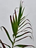 Arundo donax. Верхушка побега с засохшими кончиками листьев. Португалия, округ Лиссабон, устье р. Сизандру, берег ручья. 23.08.2025.