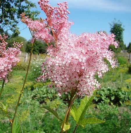 Изображение особи Filipendula rubra.