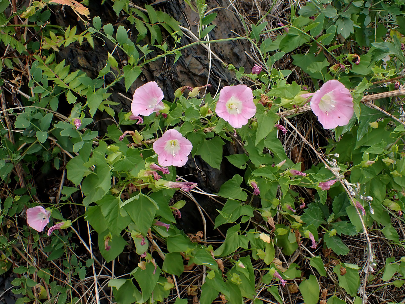 Image of Calystegia amurensis specimen.