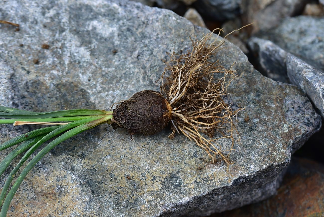 Image of genus Muscari specimen.