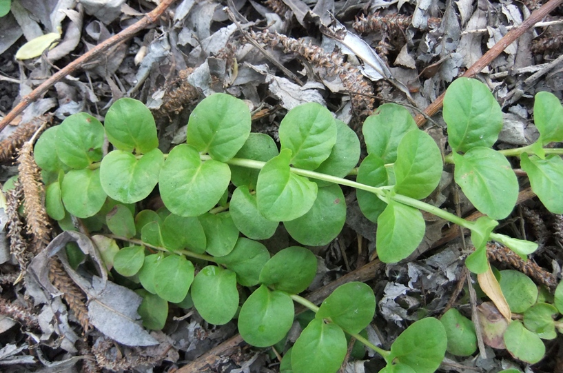 Image of Lysimachia nummularia specimen.