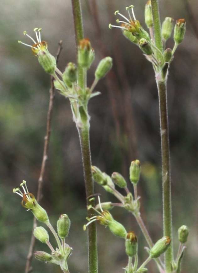 Image of Silene hellmannii specimen.