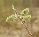 genus Salix