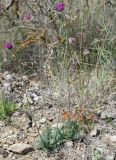 Jurinea roegneri. Цветущее растение. Крым, Южный берег, гора Меганом. 07.05.2011.