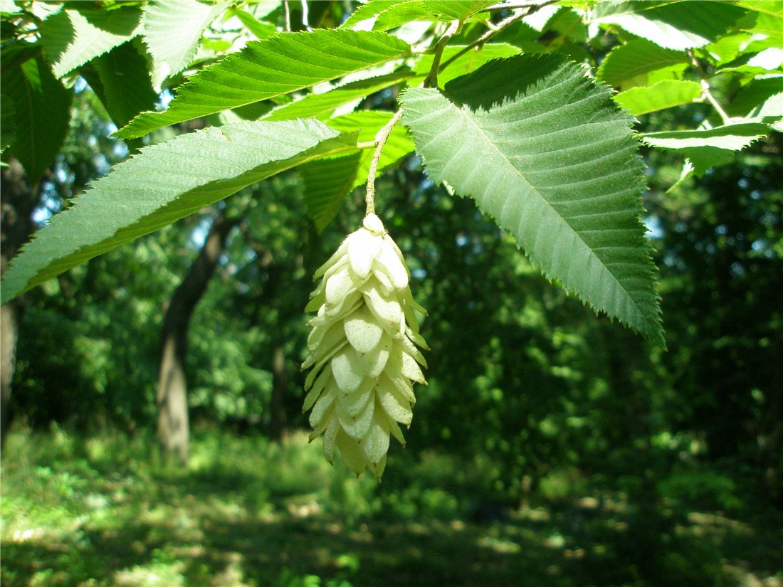 Image of Ostrya carpinifolia specimen.