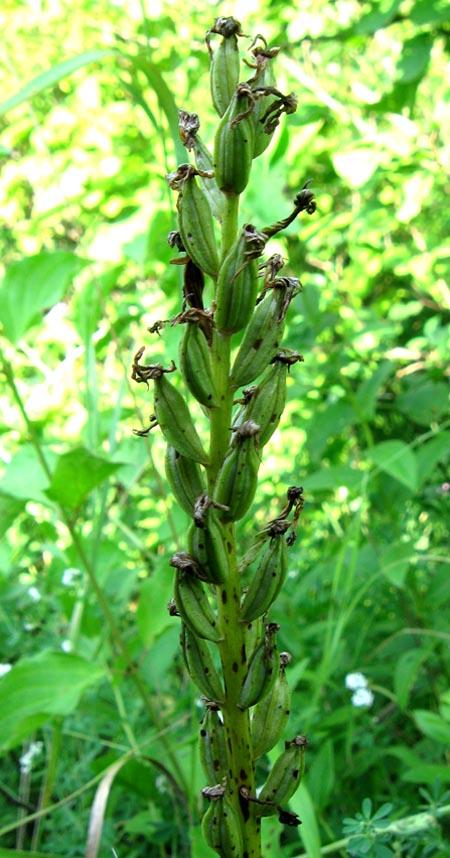 Изображение особи Orchis militaris ssp. stevenii.