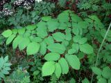 Aruncus sylvestris. Лист. Украина, Ивано-Франковская обл., Надворнянский р-н, природный заповедник \"Горганы\", усадьба Горганского лесничества, берег реки. 20 июня 2011 г.