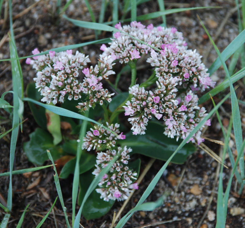 Изображение особи Goniolimon speciosum.