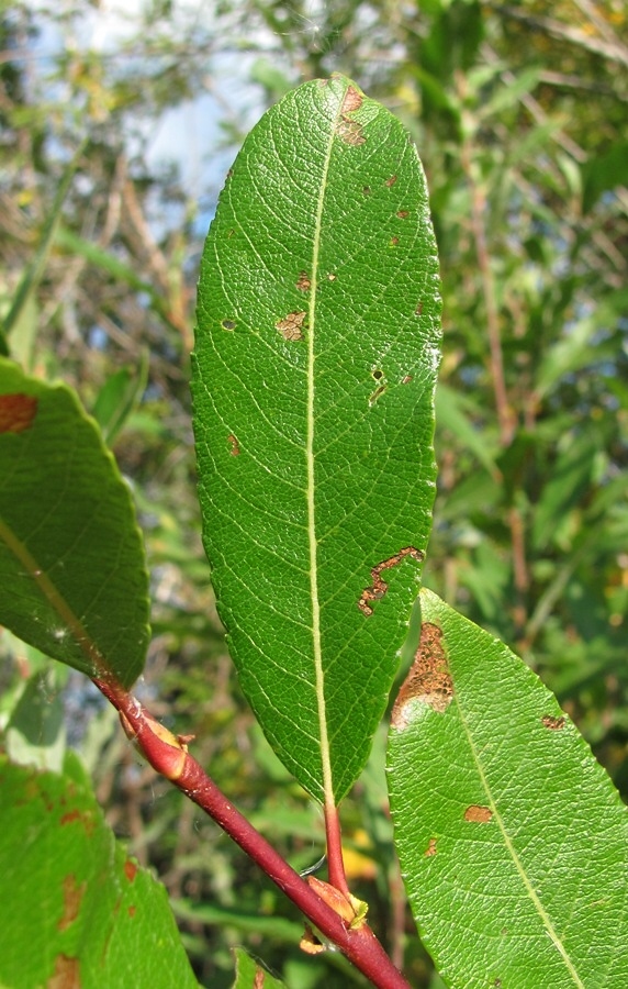 Image of Salix × myrtoides specimen.