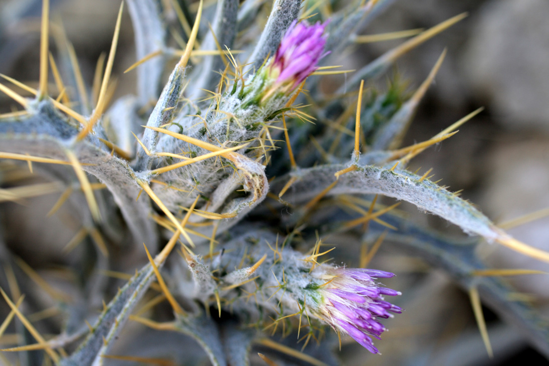 Image of Picnomon acarna specimen.