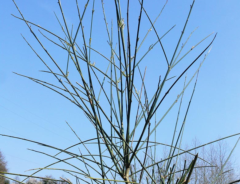 Image of Spartium junceum specimen.