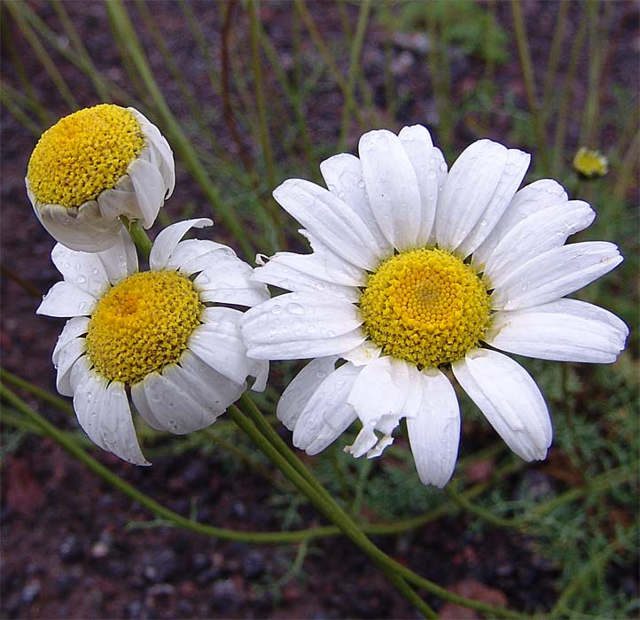 Изображение особи Anthemis iberica.