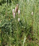 Plantago urvillei