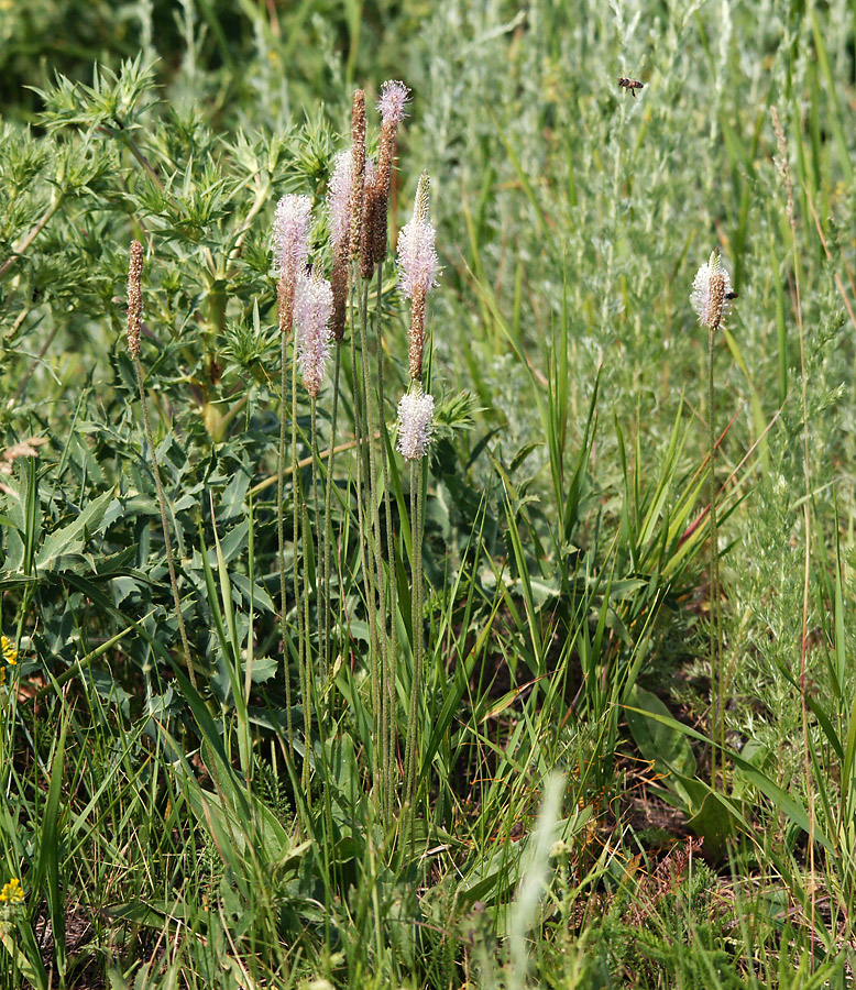 Изображение особи Plantago urvillei.