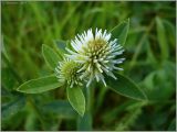 Trifolium montanum. Соцветия. Псковская обл., Новосокольский р-н, окр. дер. Гостилово. 15 июня 2009 г.