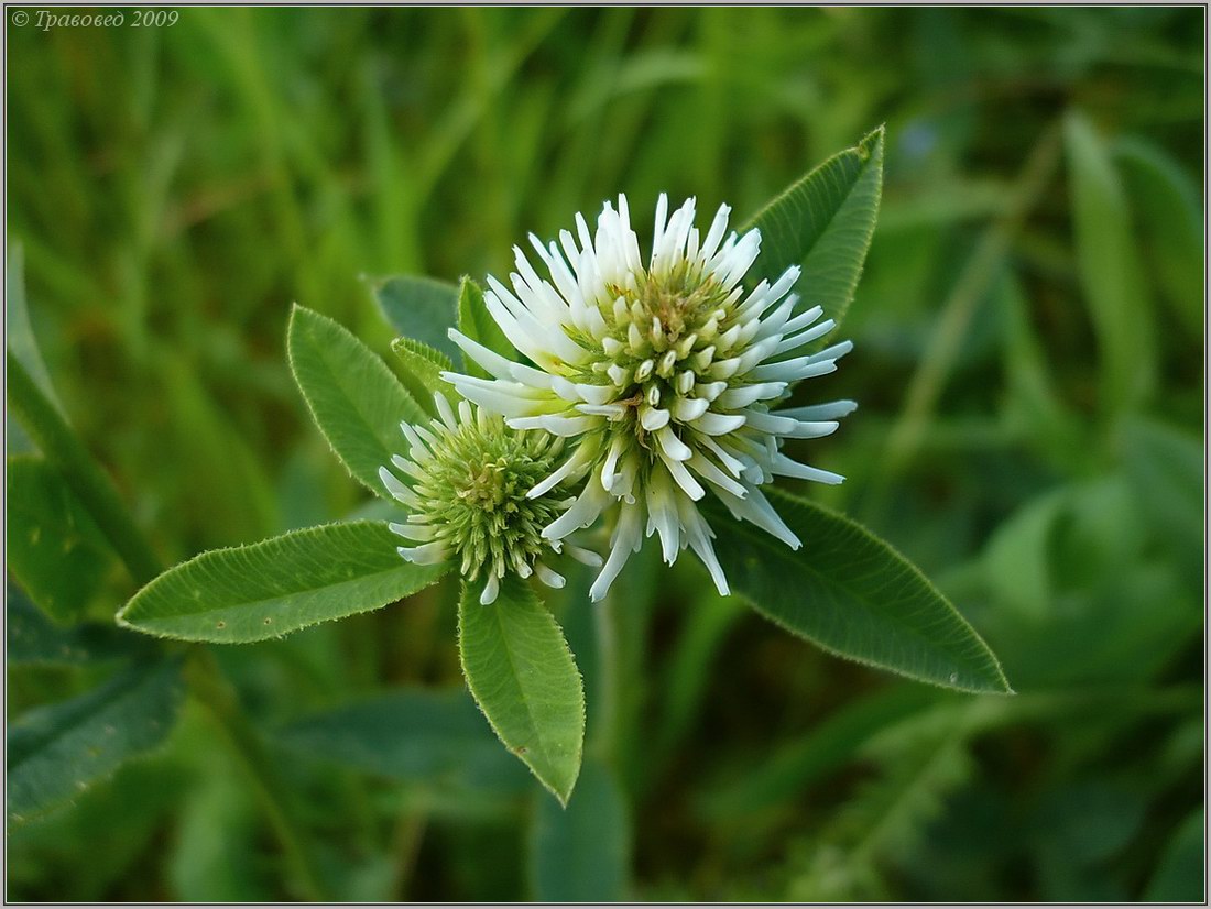 Image of Trifolium montanum specimen.