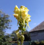 Linaria ruthenica