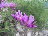 Astragalus lasioglottis