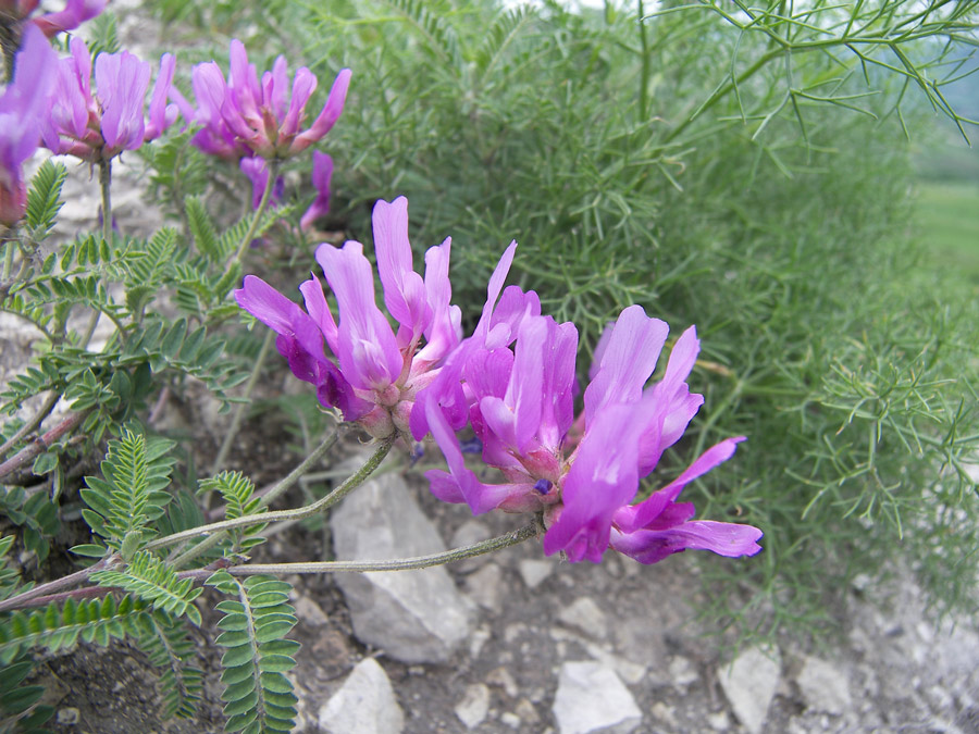 Изображение особи Astragalus lasioglottis.