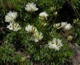 Trifolium polyphyllum