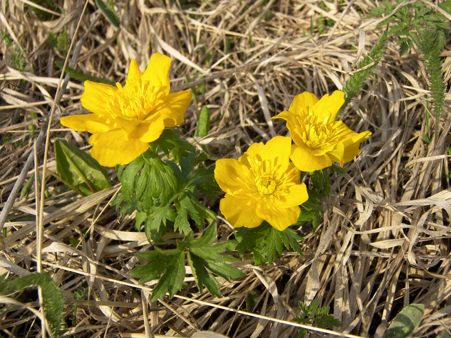 Image of Trollius ranunculinus specimen.