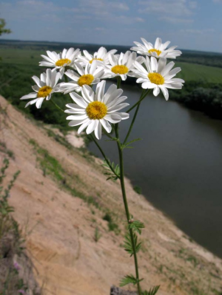Изображение особи Pyrethrum corymbosum.