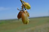 Astragalus longipetalus