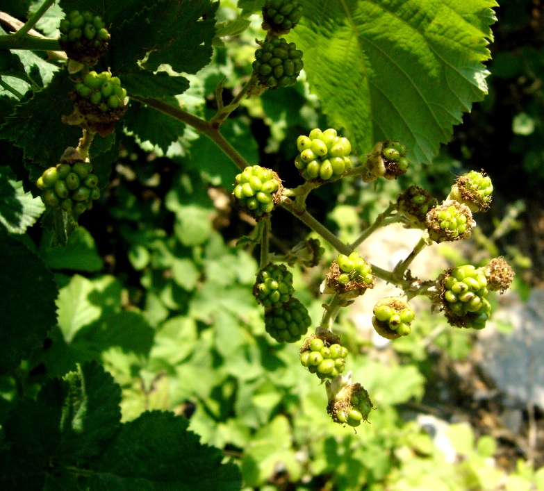 Image of Rubus sanctus specimen.