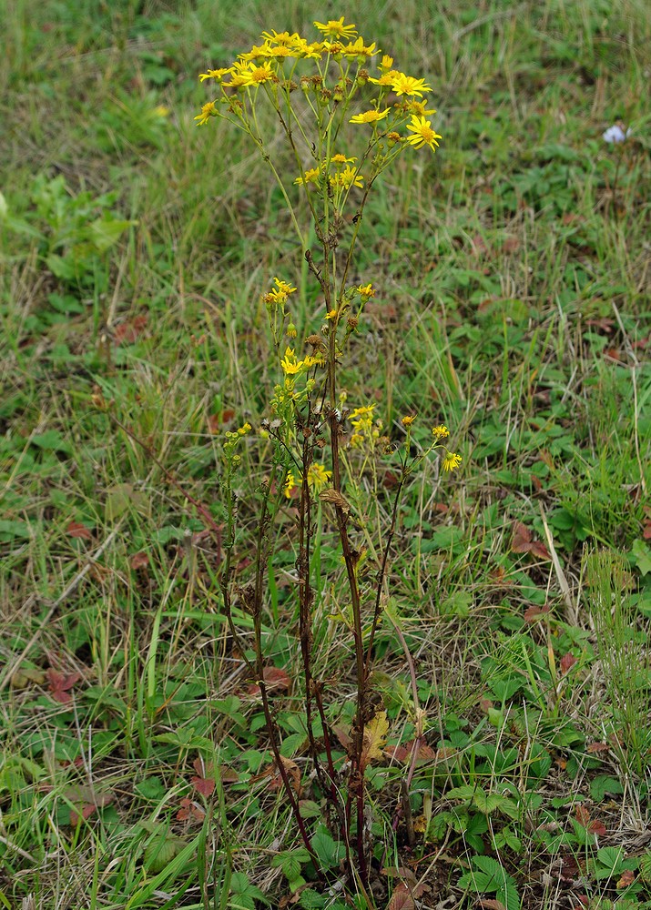 Изображение особи Senecio jacobaea.