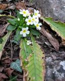 Primula vulgaris. Цветущее растение с сохранившимися прошлогодними листьями. Крым, окр. Ялты, сосновый лес. 18 марта 2012 г.