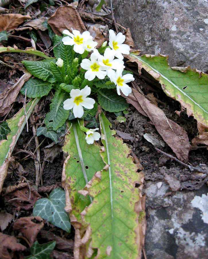 Image of Primula vulgaris specimen.