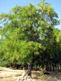 Gleditsia triacanthos