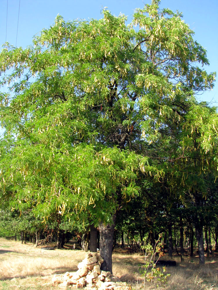 Изображение особи Gleditsia triacanthos.