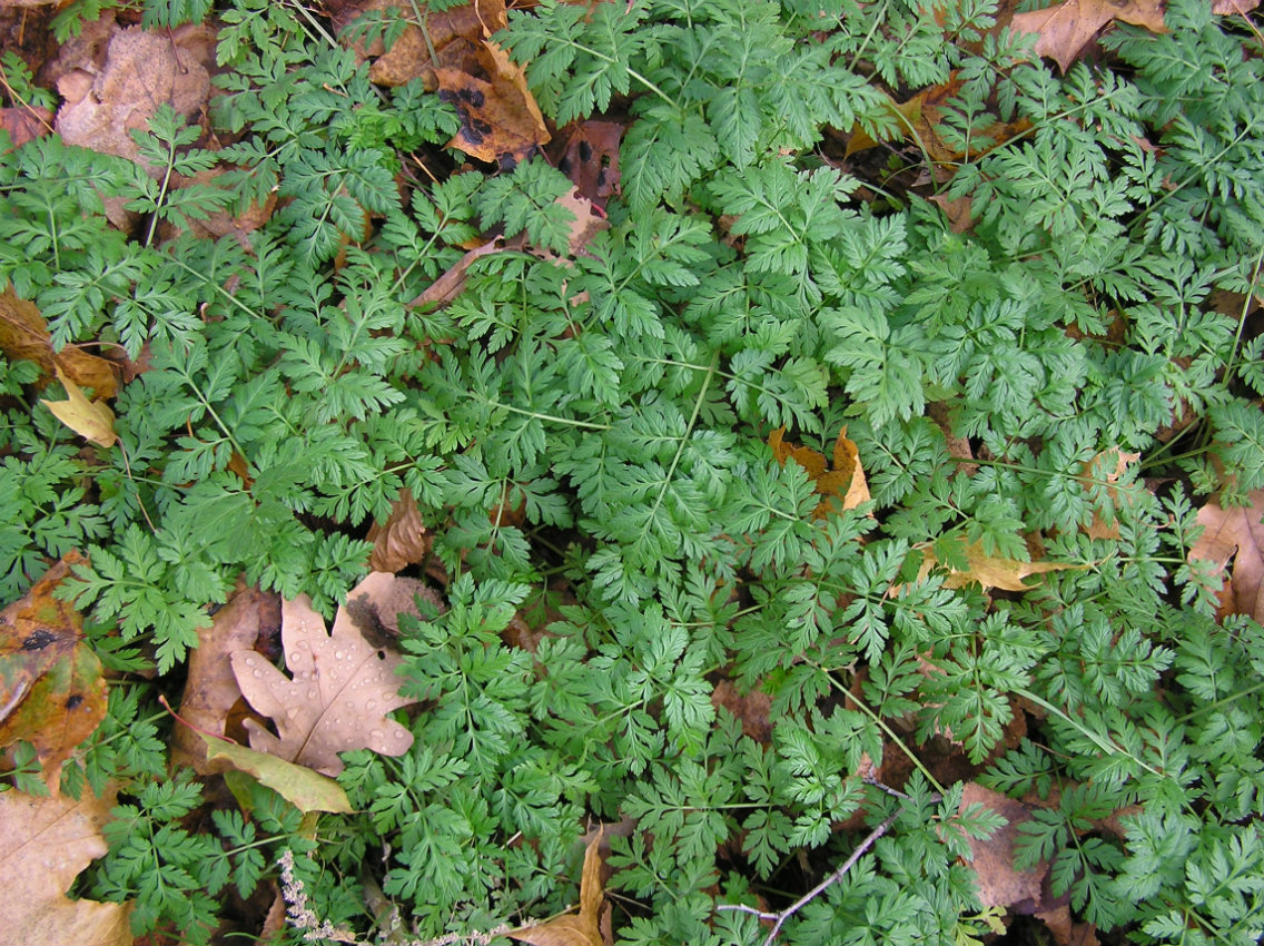 Image of Anthriscus sylvestris specimen.