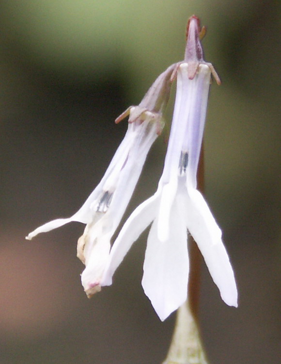 Image of Lobelia dortmanna specimen.
