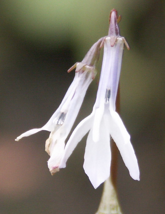 Изображение особи Lobelia dortmanna.