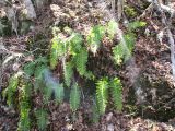 Polypodium vulgare