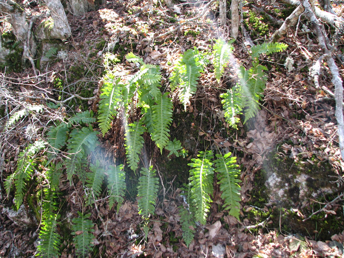 Изображение особи Polypodium vulgare.