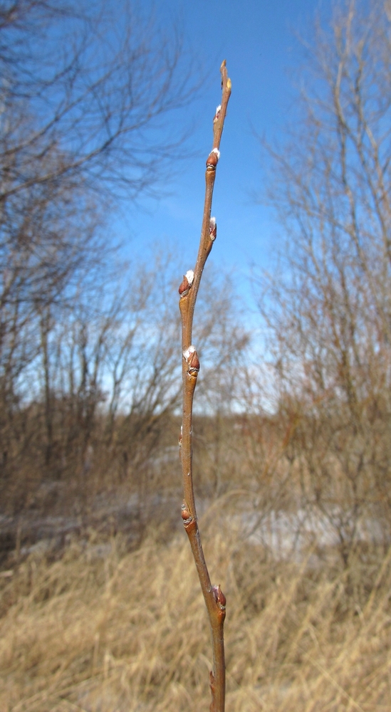 Image of Salix cinerea specimen.