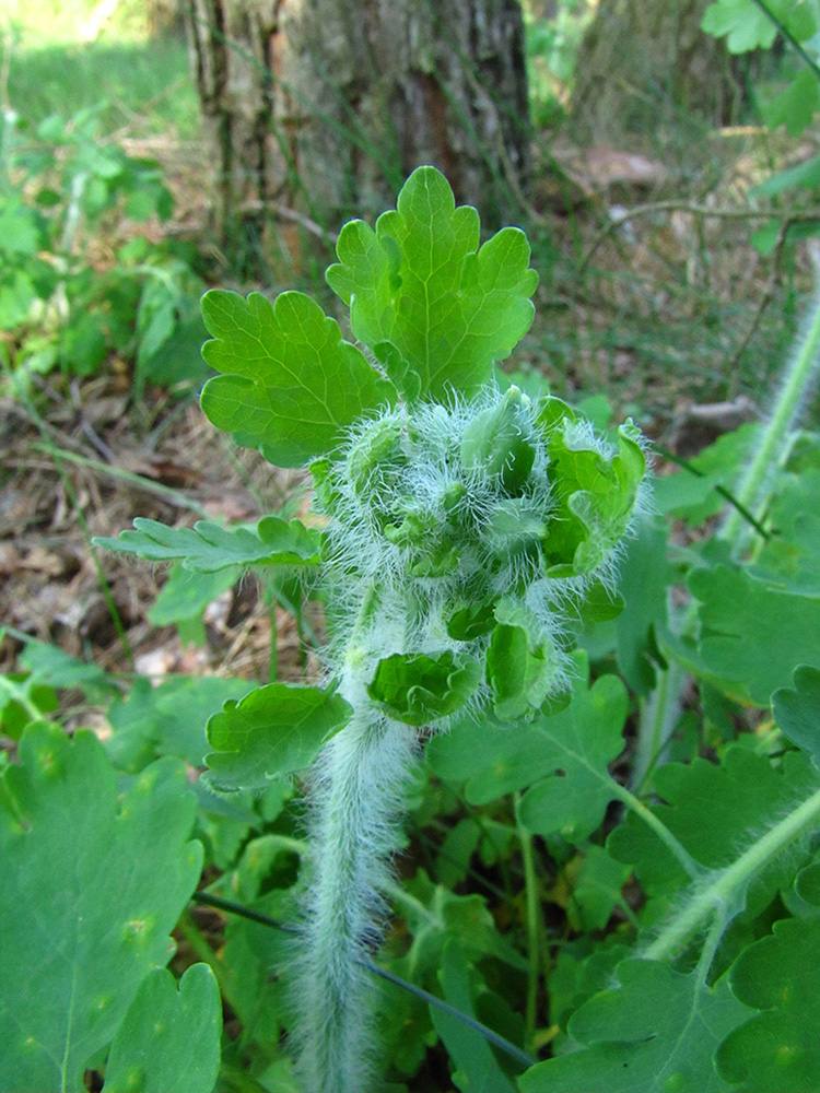 Изображение особи Chelidonium majus.
