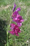 Gladiolus imbricatus