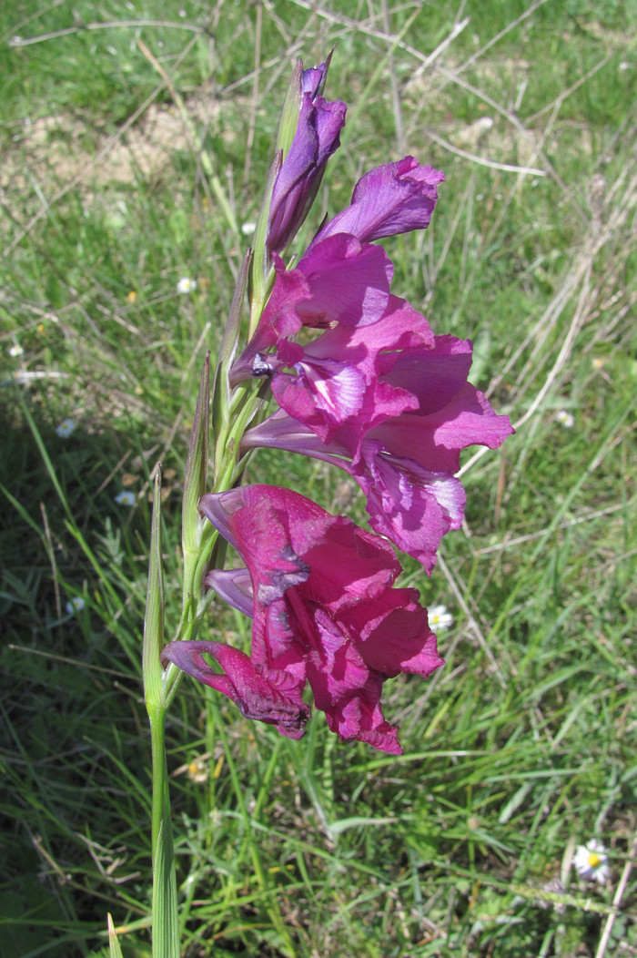Изображение особи Gladiolus imbricatus.