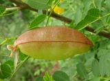 Colutea cilicica. Плод-боб. Крым, окраины г. Ялты. 25 мая 2012 г.