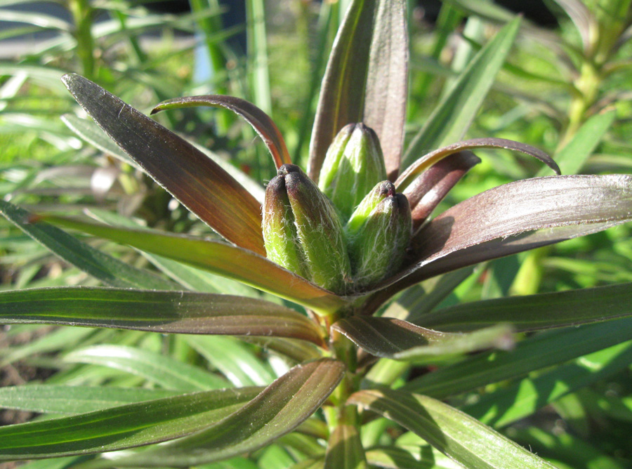 Image of Lilium maculatum specimen.