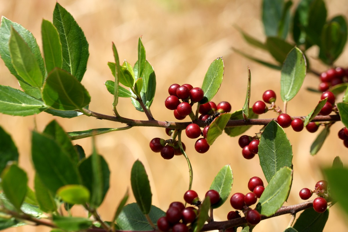 Image of Rhamnus alaternus specimen.