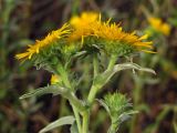 Inula britannica. Соцветия. Крым, Севастополь, Инкерман, р. Чёрная. 1 июля 2012 г.