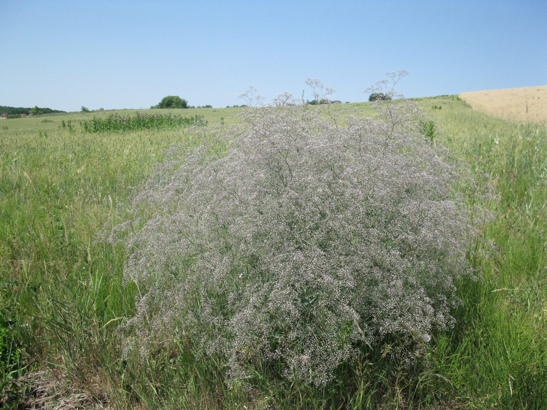 Image of Gypsophila paniculata specimen.