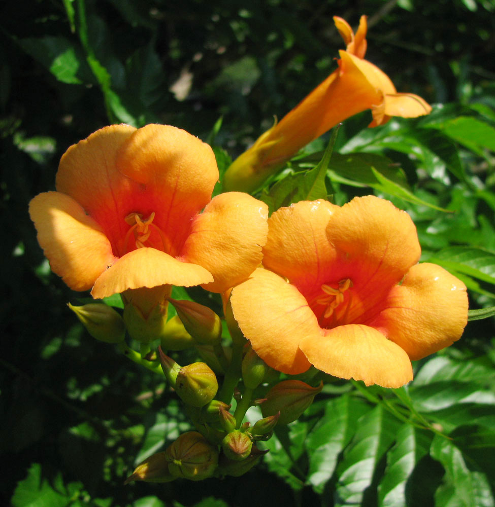 Image of Campsis radicans specimen.