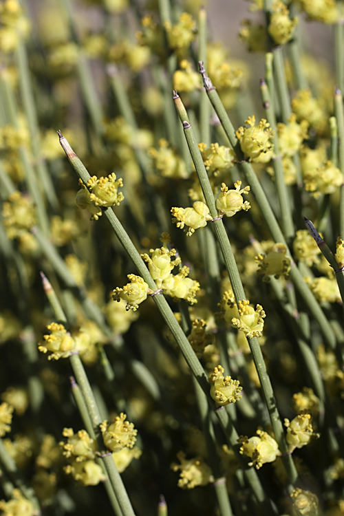 Image of Ephedra equisetina specimen.