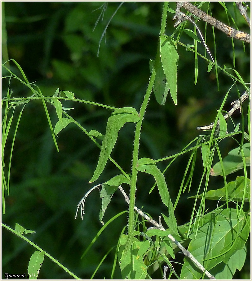 Image of Arabis pendula specimen.